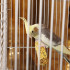 Клетка для птиц "Пижон" №102, хром, укомплектованная, 41х30х76 см, бирюзовая