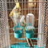 Клетка для птиц "Пижон" №102, хром, укомплектованная, 41х30х76 см, бирюзовая
